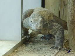 Haus des Meeres 13.03.2026